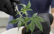 Près de la moitié des Français favorables à une légalisation du cannabis (enquête)