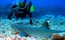 Une substance produite par les requins pourrait combattre certains virus