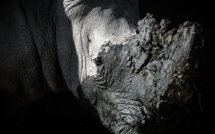 Jusqu'à 1 million d'espèces pourraient être menacées d'extinction