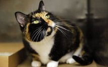 Un chat perdu dans le Colorado retrouve sa famille cinq ans après à New York