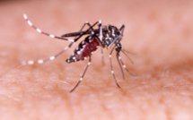Dengue de type 2 : une cellule de coordination mise en place