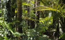 Les forêts tropicales continuent à disparaître à grands pas