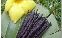 Le gouvernement de Polynésie française dément tout projet de commerce de vanille avec les îles Cook