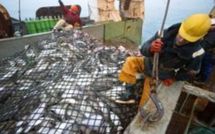 Bruxelles veut partiellement interdire la pêche au cabillaud