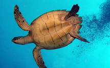 L'océan Indien, l'endroit le plus dangereux pour les tortues marines