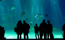 Boulogne-sur-mer: tous les requins-marteaux sont morts à Nausicaà