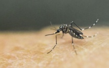 Dengue 2 : Déjà douze cas autochtones et deux cas importés