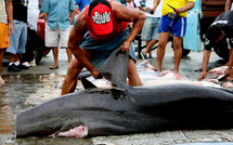 Les îles Marshall créent un sanctuaire géant pour les requins