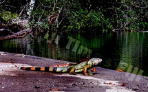 L’iguane américain s’invite à Fidji