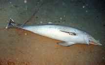 Calanque de Marseille: 3 dauphins morts et lestés découverts par des plongeuses