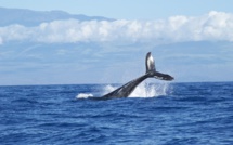 Canada: trois espèces de baleines "en péril"