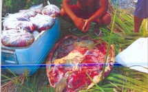 Saisie douanière: 200 kg de viande de tortue à Bora Bora