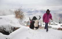 Inde : au moins 300 yacks morts de faim dans l'Himalaya
