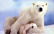 Appel en faveur des ours polaires, menacés par le réchauffement climatique