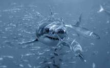 Australie: alerte au requin blanc après une 3e attaque mortelle