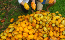 Carnet de voyage - C’est la saison du cacao !