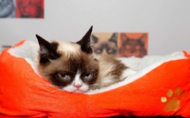 Coqueluche de l'internet, "Grumpy Cat" est morte
