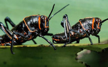 Le sexe, indispensable pour préparer les criquets au combat