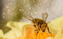 Le déclin des populations d'abeilles menace la sécurité alimentaire mondiale, selon la FAO