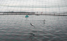 Norvège: une algue toxique décime les saumons d'élevage