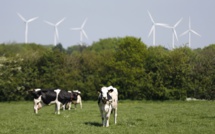Mystère autour d'éoliennes accusées de tuer des vaches