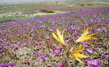 Chili: Atacama, le désert "en fleurs" comme jamais depuis 20 ans