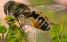 La maladie du sommeil pourrait se répandre avec le réchauffement climatique