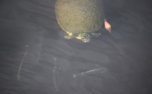 A Mayotte, un an ferme pour un braconnier, garde tortue du conseil départemental