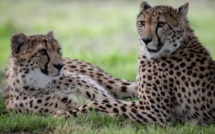 "Le bien-être animal" au coeur du Parc des Félins