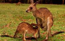 Intempéries en Australie, les kangourous prolifèrent