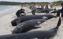 NelleZélande: 61 baleines pilotes échouées et mortes sur une plage