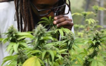 Jamaïque: à la recherche de la ganja perdue