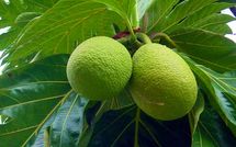 Uru, l'arbre à pain de Tahiti