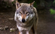 La population de loups en hausse en France dépasse désormais 500