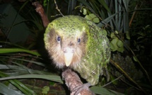 Une épidémie menace le kakapo, perroquet en danger d'extinction