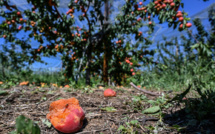 Récoltes "foutues" et état de catastrophe naturelle après les orages de grêle dans la Drôme