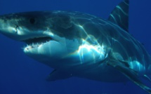 Troisième attaque de requin en Caroline du Nord en juin
