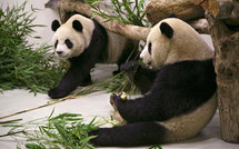 Le prêt de deux pandas de la Chine à la France, quasiment secret d'Etat