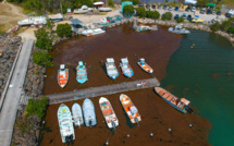 Plus de 370.000 euros pour ramasser les sargasses qui prolifèrent à Saint-Martin