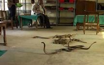 Inde: mécontent, il lâche des dizaines de serpents dans un bureau des impôts