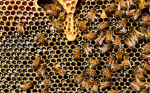 Gelées, froid et maintenant canicule: la récolte de miel en totale déconfiture