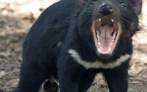 Mesures extrêmes pour préserver les gènes du Diable de Tasmanie