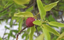 ​Raivavae, l’île aux santals