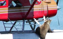 Incroyable mais vrai: un tour du monde de l'insolite