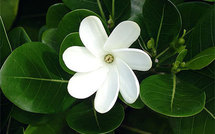 Tiare Tahiti, la fleur symbole de Tahiti