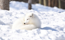 De la Norvège au Canada, une renarde polaire parcourt l'Arctique en moins de 80 jours