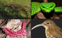 200 nouvelles espèces découvertes autour du Mékong, mais déjà en danger