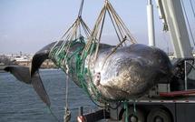 Reprise de la pêche à la baleine: Australie, Nouvelle-Zélande et USA "déçus"