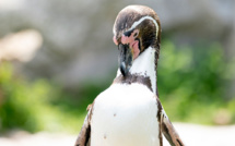 Afrique du Sud: des manchots englués dans du pétrole, le soutage des navires en question