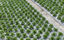 Bio: les serres chauffées autorisées mais l'utilisation encadrée